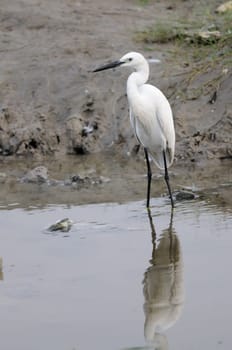 Migratory birds at pallikaranai marshland, India