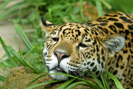 Relax