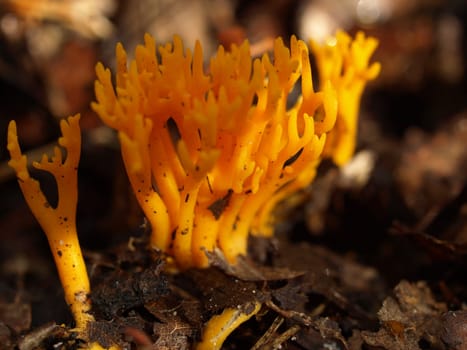 Pine coral