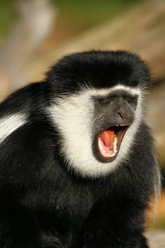 Guereza