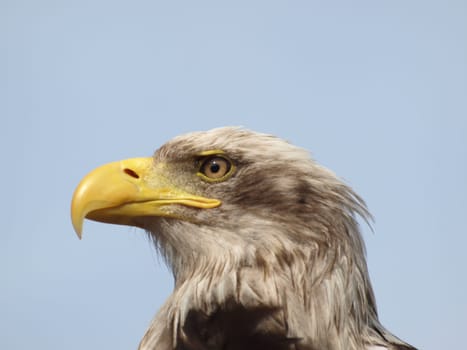 White-tailed eagle