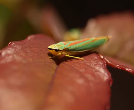 Rhododendron leafhopper