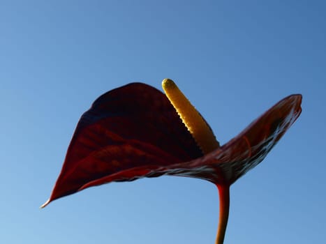 Flamingo Flower