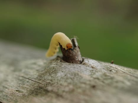 Rapeseed White Caterpillar