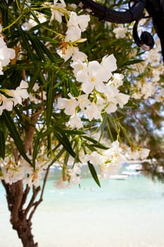 Close-up of a beautiful white flowers with a beach on the background in Assos, Kefalonia, Greece
