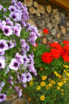 Hanging geraniums