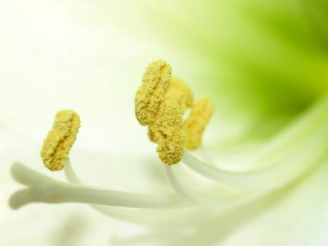 White amaryllis
