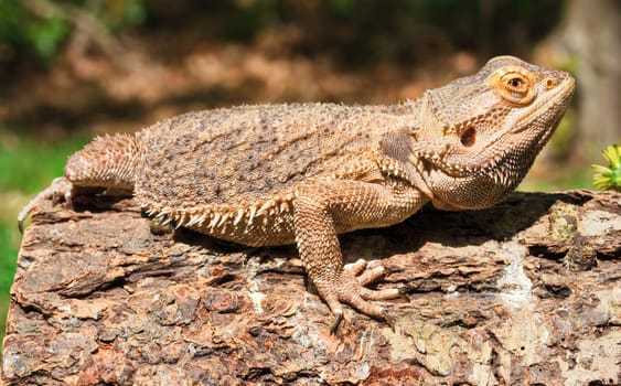 A Bearded Dragon outside on a log