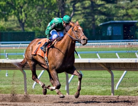 A single thoroughbred horse and jockey competing in a race