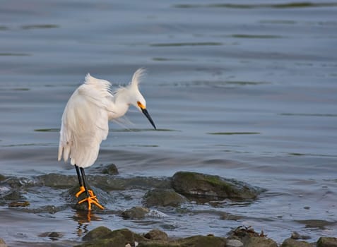 A snowy egret on rocks in the water