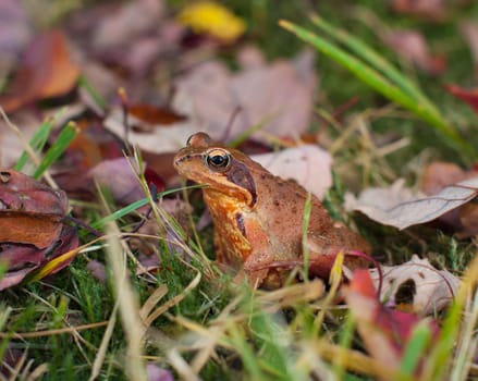 common frog or european brown frog perfectly camouflaged between the autumn leaves