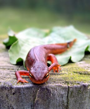 Red-Spotted Newt on tree stump