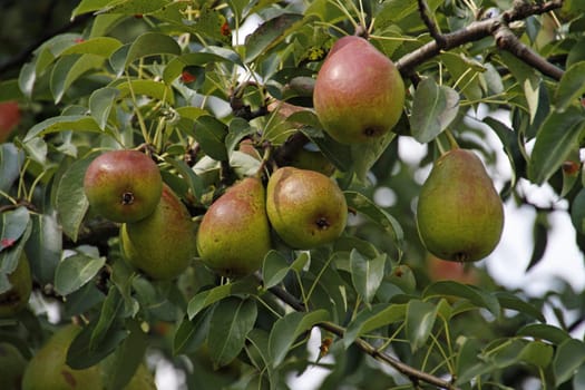 Pears of the variety Gute Luise of Avranches