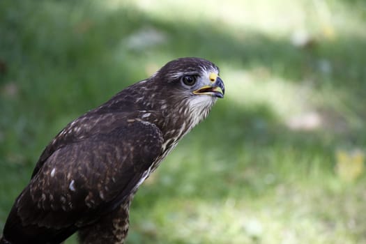 Common buzzard