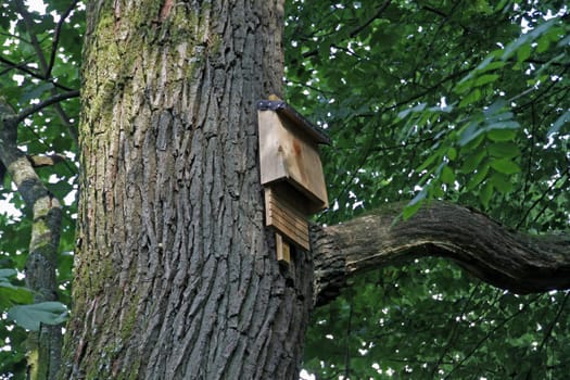 Bat box on a tree
