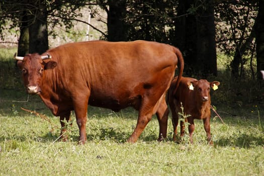 Red Brown Cow with Calf