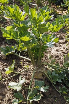 Celeriac