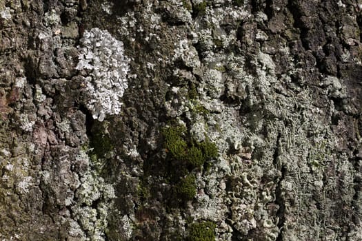 Lichens and mosses on a tree trunk