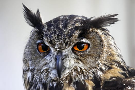 Eagle owl