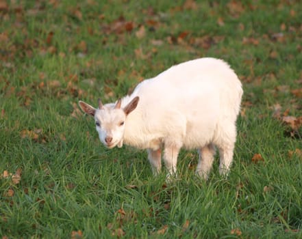 Little Goat