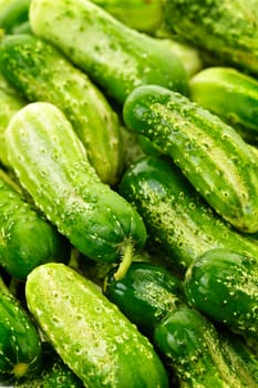 Fresh green cucumbers in a pile closeup, vegetable background
