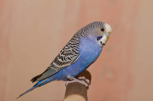 Posing on the pole