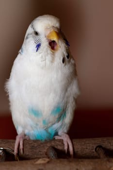 I'll sing you a song today