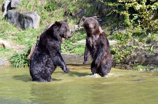 Brown bears