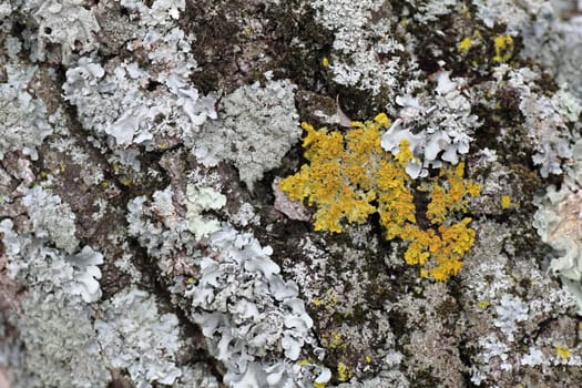 Cork oak bark - cork oak