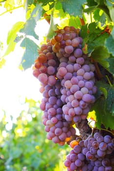 Red grapes