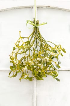 Mistletoe