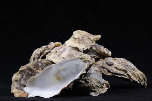 oysters