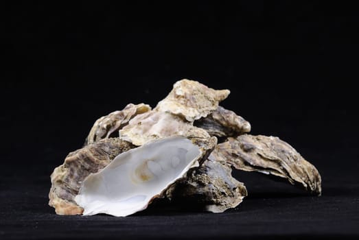 oysters