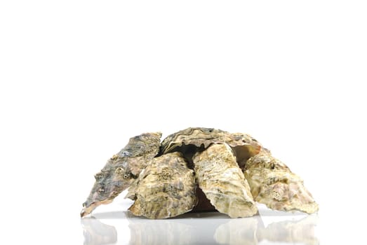 oysters