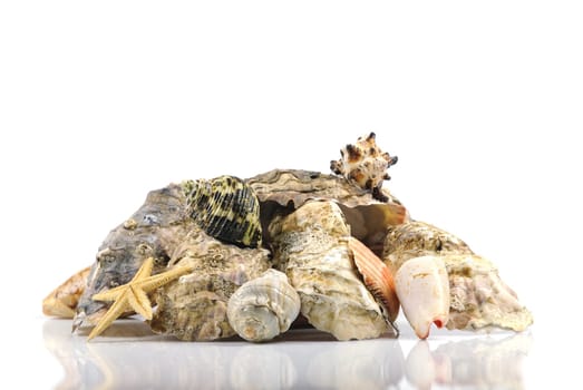oysters