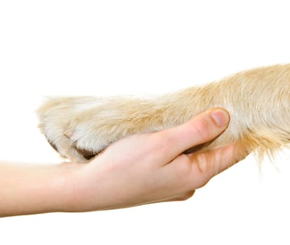 Human hand holding dog paw isolated on white background