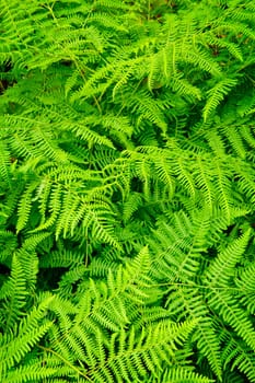 Background of lush bright green fern plants