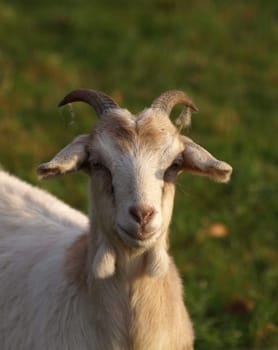 Goat