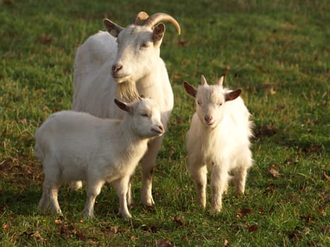 Goats