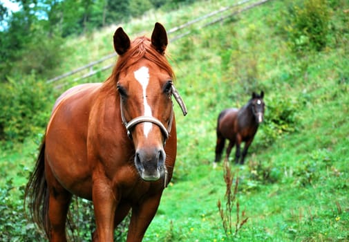 chestnut horses on grazing