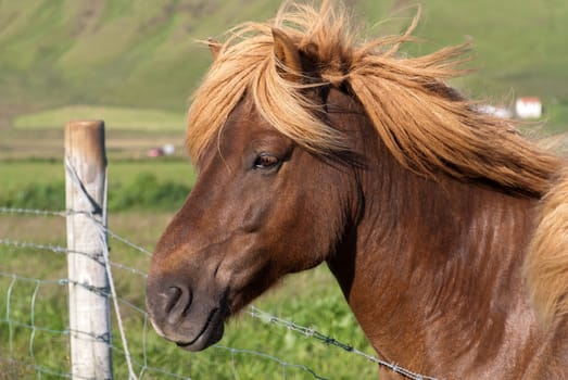 closeup of blond horse in iceland