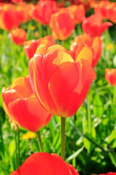 Red tulip meadow in backlight