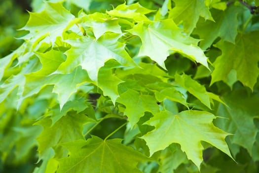 Background - Maple Leaves