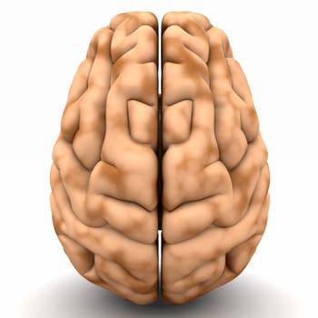 Brain - View from above