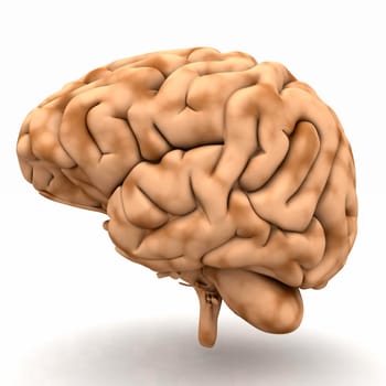Brain - View from the right