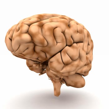 Brain - view from half-right