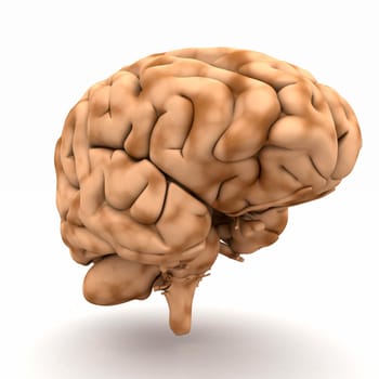 Brain - view from half-left