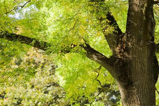 Tree detail in summer