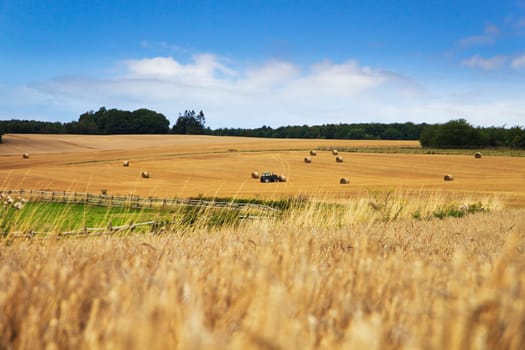 Harvest time - tractor in the field with hay bales