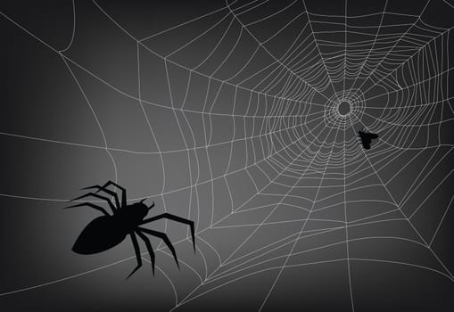 spider web illustration, for background.